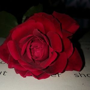 Meet your Posher, Norma